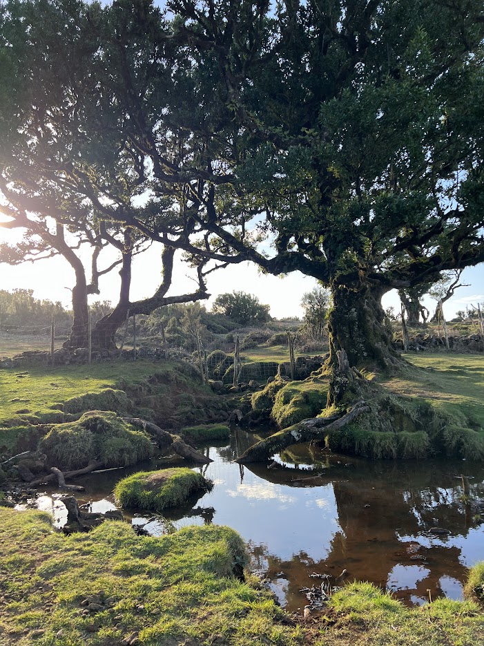 best time to visit fanal forest