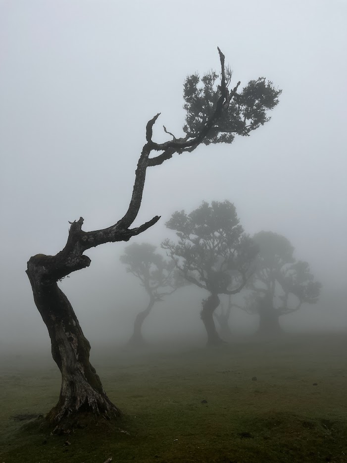 best time to visit fanal forest